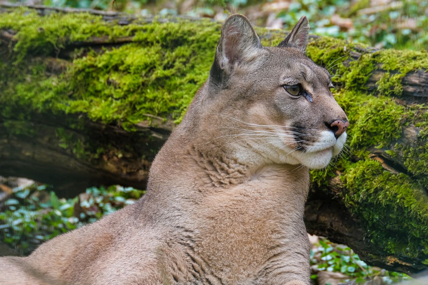 A Florida panther resting on a mossy log