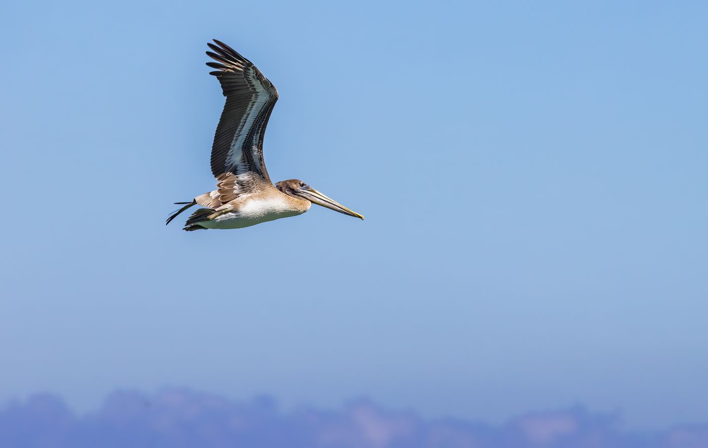 A brown pelican in flight against a blue sky