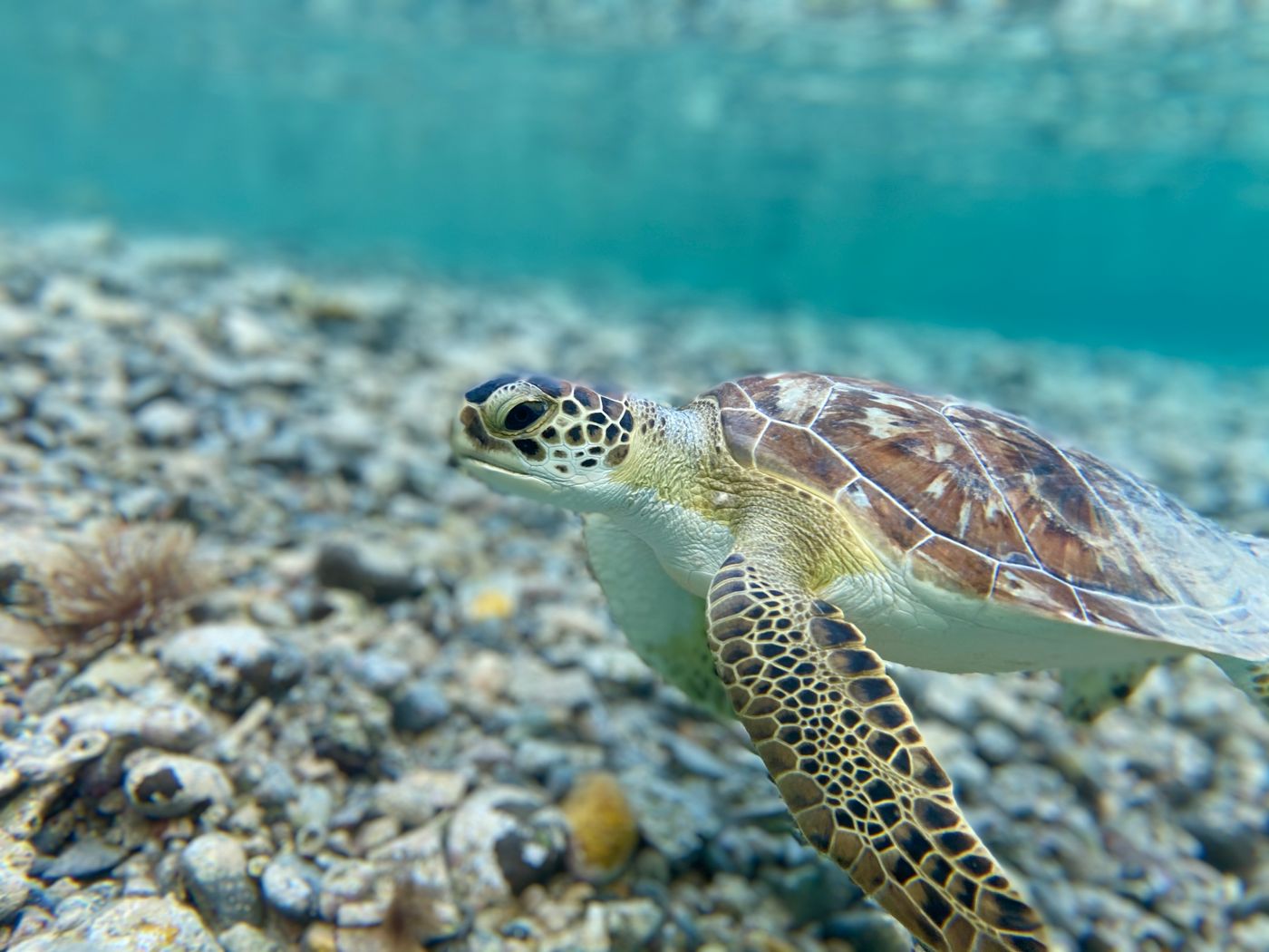 A green sea turtle swimming in clear water