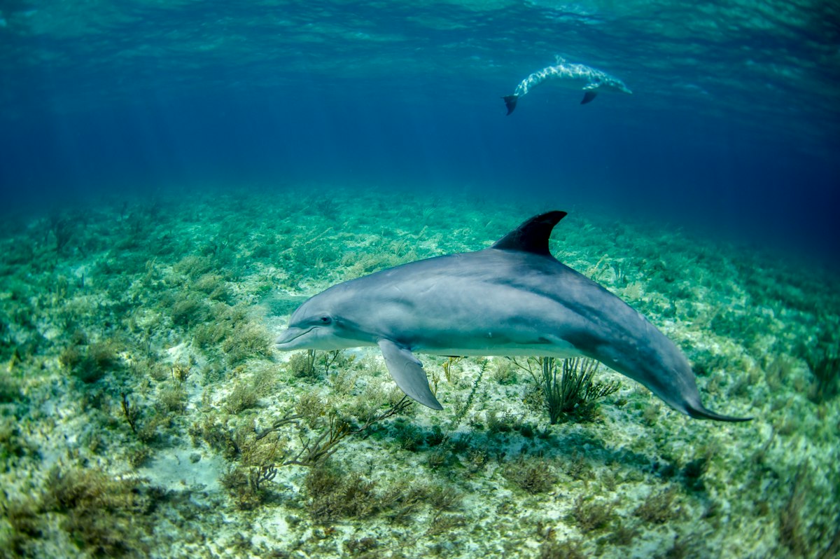A bottlenose dolphin swimming over seagrass