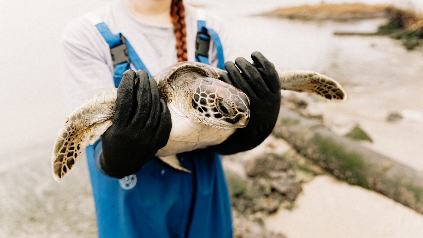 Gloved hands carefully holding a sea turtle