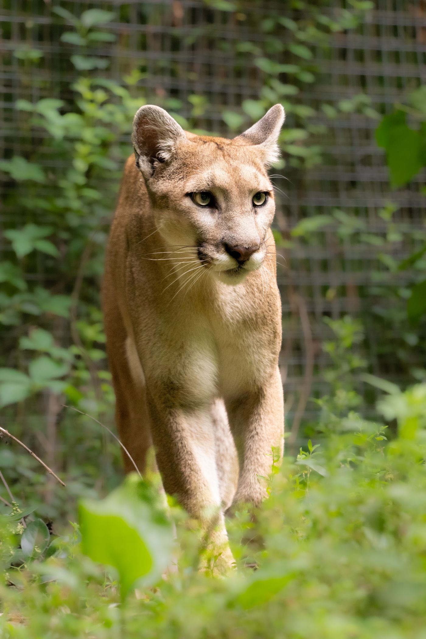 A Florida panther walking through green brush