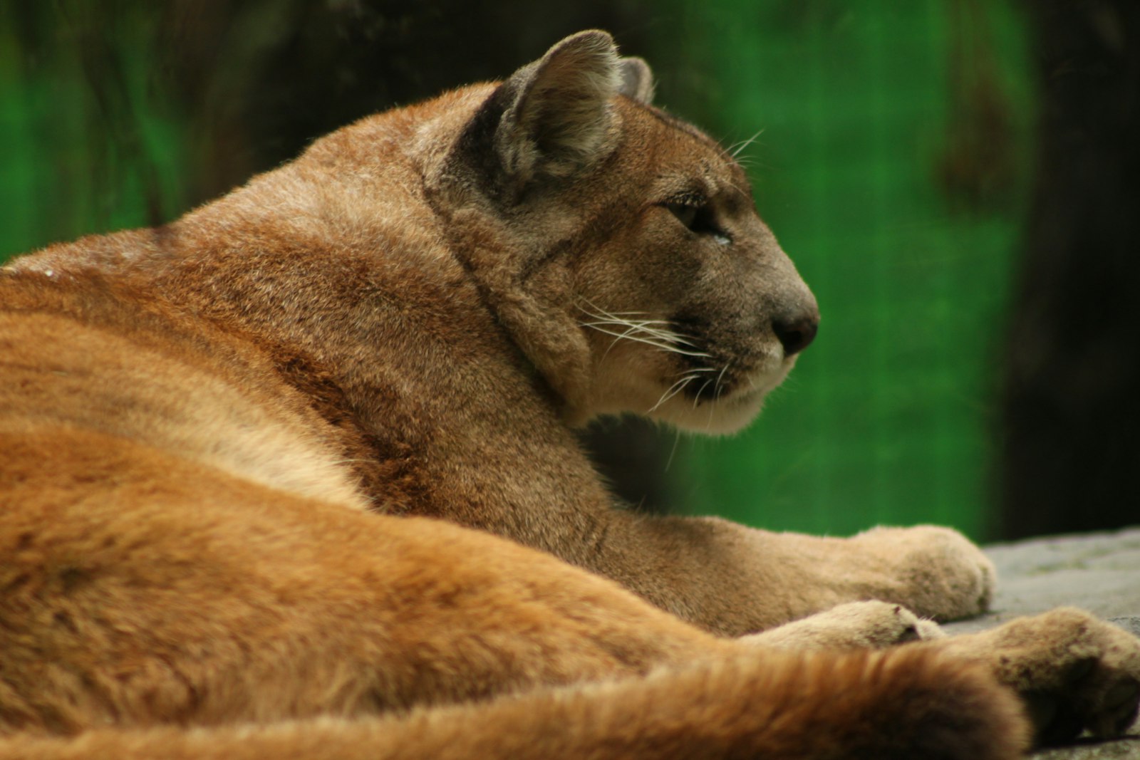 A panther resting on a rock in green foliage