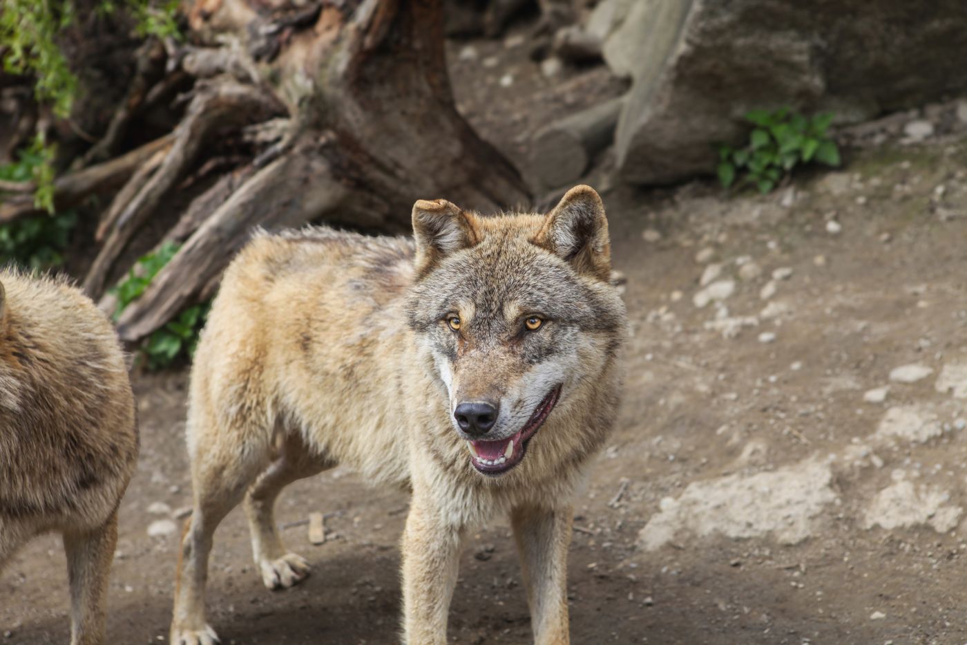 A gray wolf on rocky ground